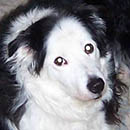 Jack was adopted in December, 2003